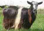 100% goats hair